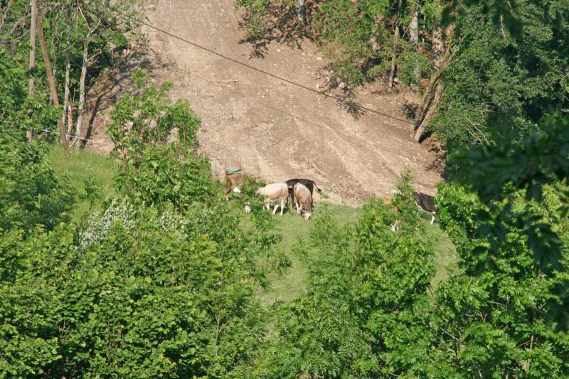 Neuschwanstein juni 2011 - 157